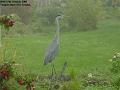 2005-1017heron
